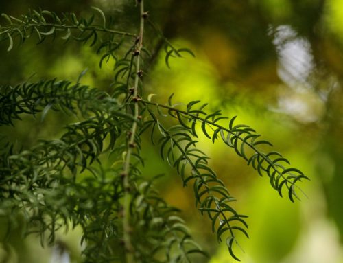 Un Portail d&rsquo;Eveil