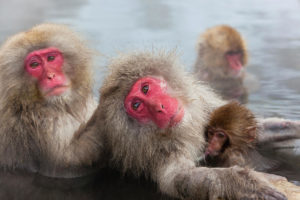 7-japanese-macaque-macaca-fuscata-peter-adams