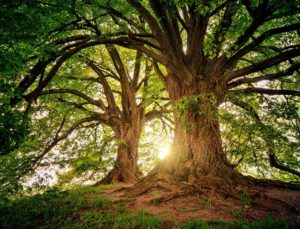 tree-sunbeam-forest-spring