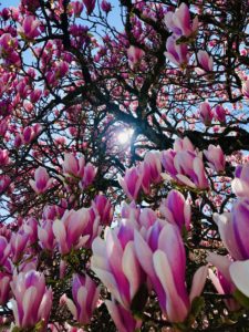 Spring Blossom Kapha Season Tree Pink Purple White