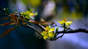 macro-renouveau-cycles-naissance-bourgerons-fleurs-aaanandha.com