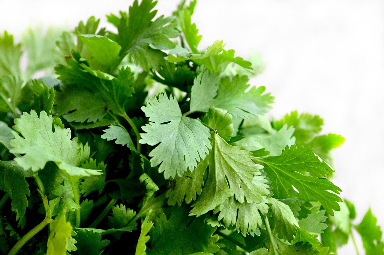 coriandre green leaves www.aaanandha.com blog recette