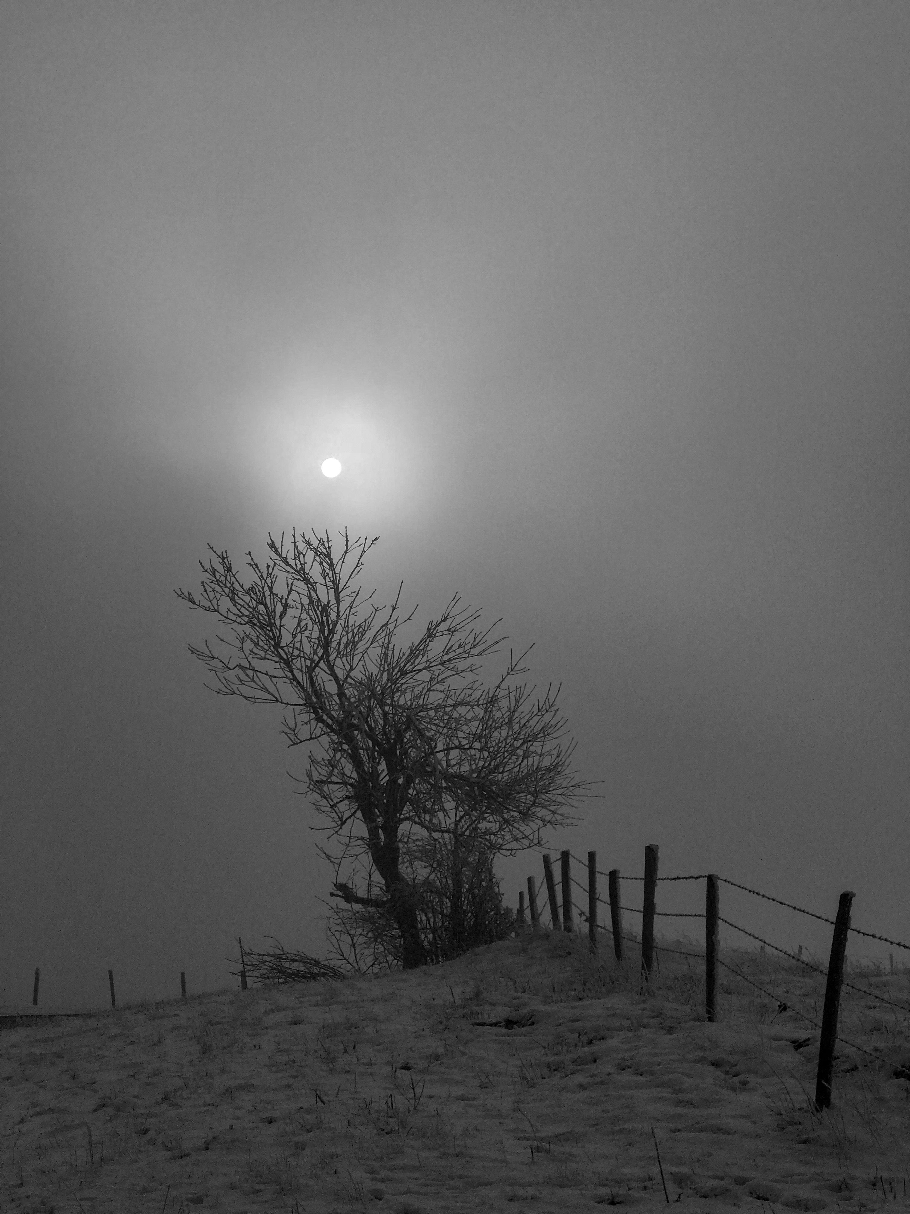 Tree-fence-fog-palesunshine-blog-aaanandha.com