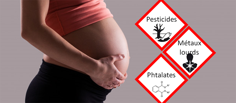 Perturbateurs Endocrniens Grossesse