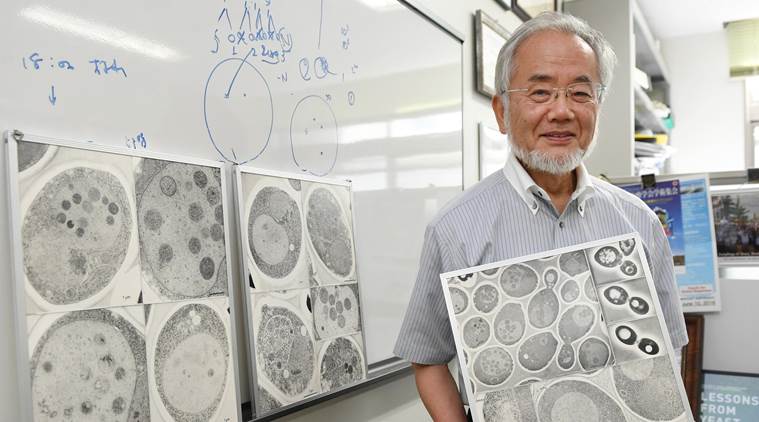 Yoshinori Ohsumi