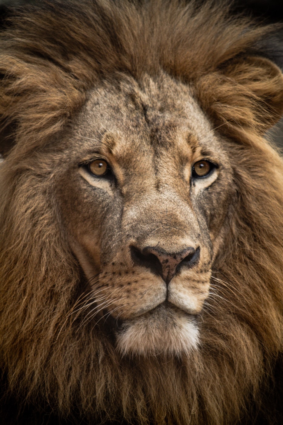 Lion Luke Tanis