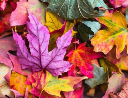 L’automne selon l’Ayurveda
