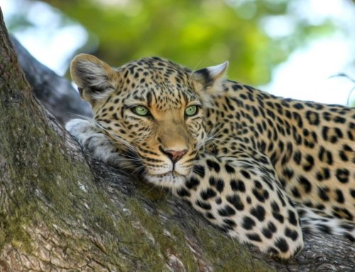 Trop de Motivation nuit à notre Prise de Décision