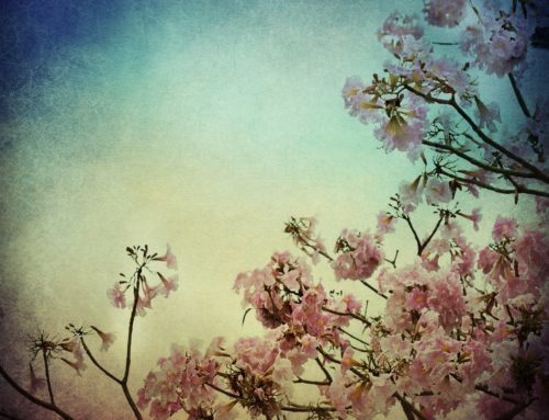 Pleine Lune de la Vierge