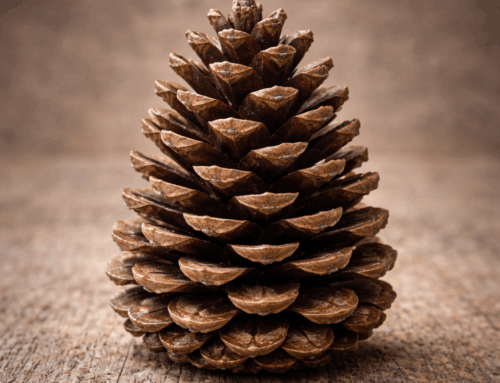 La Glande Pinéale ou le Siège de l&rsquo;Ame